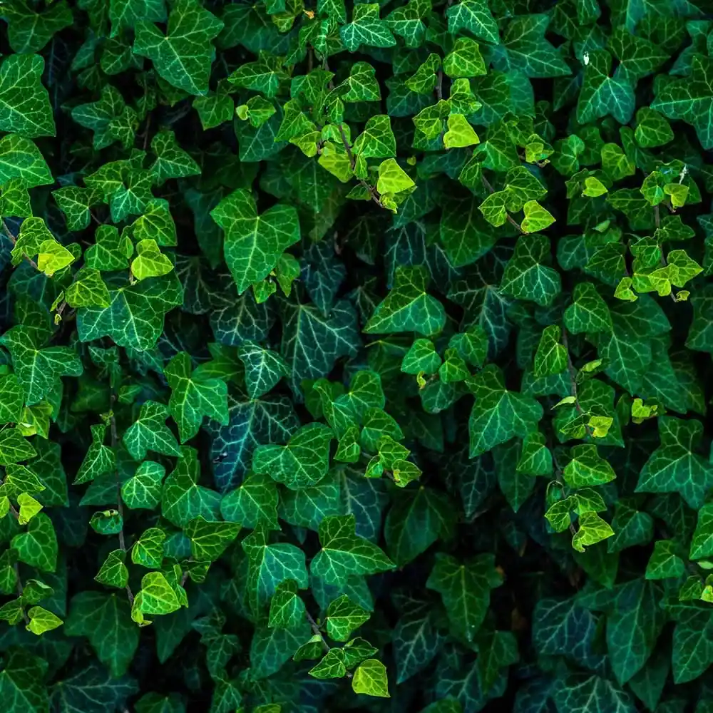 Sarmaşık Özü Nedir? Sarmaşık Özünün Saça Faydaları