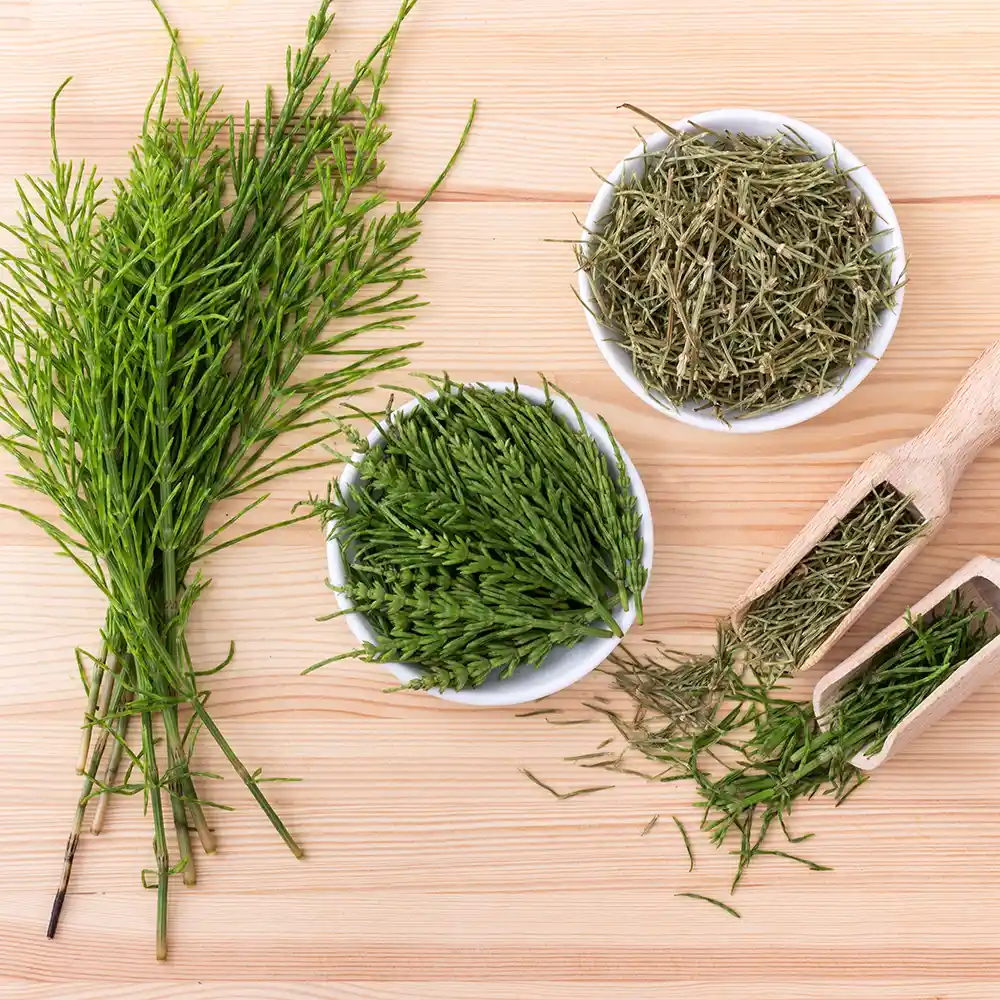 At Kuyruğu Bitkisi ile Saç Bakımı